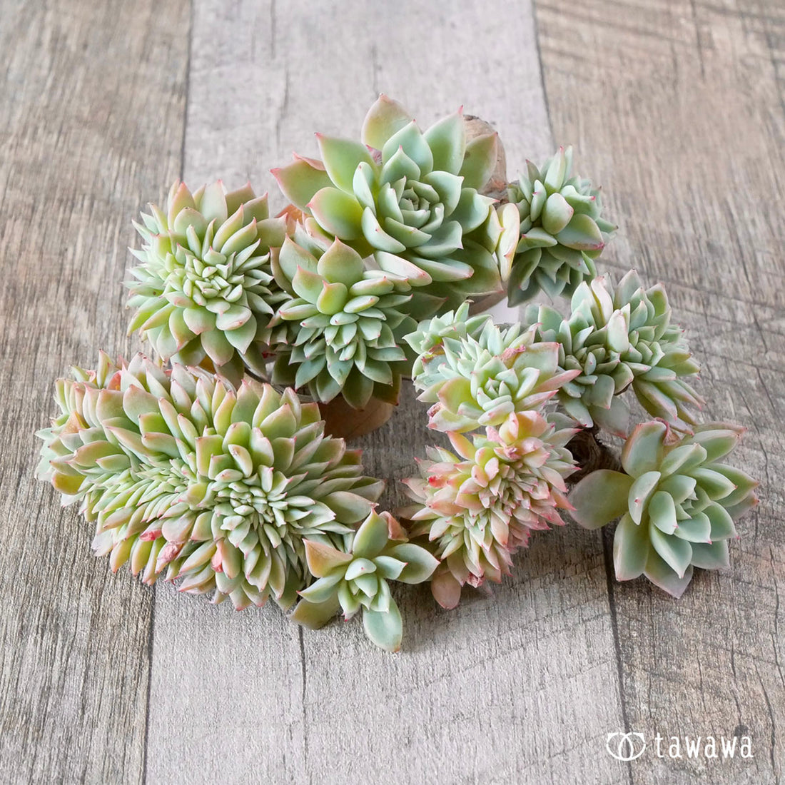 New Arrival* Cubic Frost