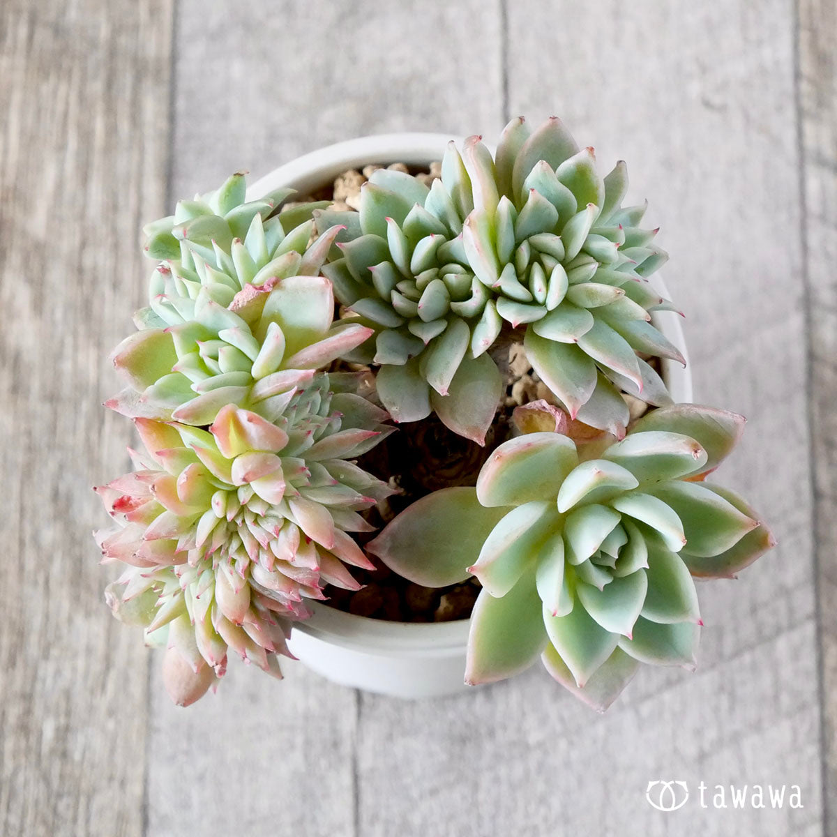 New Arrival* Cubic Frost