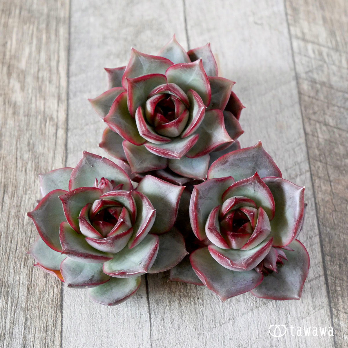 Echeveria – tagged 