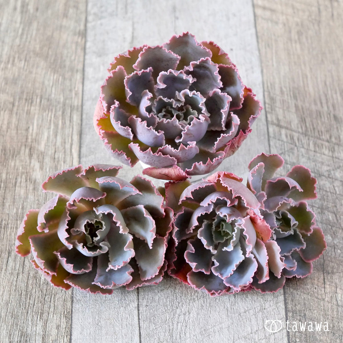 New Arrival* Star Mark