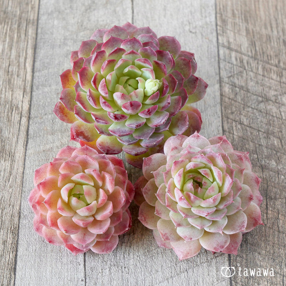 ヒアリナhyb選抜種(Aタイプ)(花村農園苗)