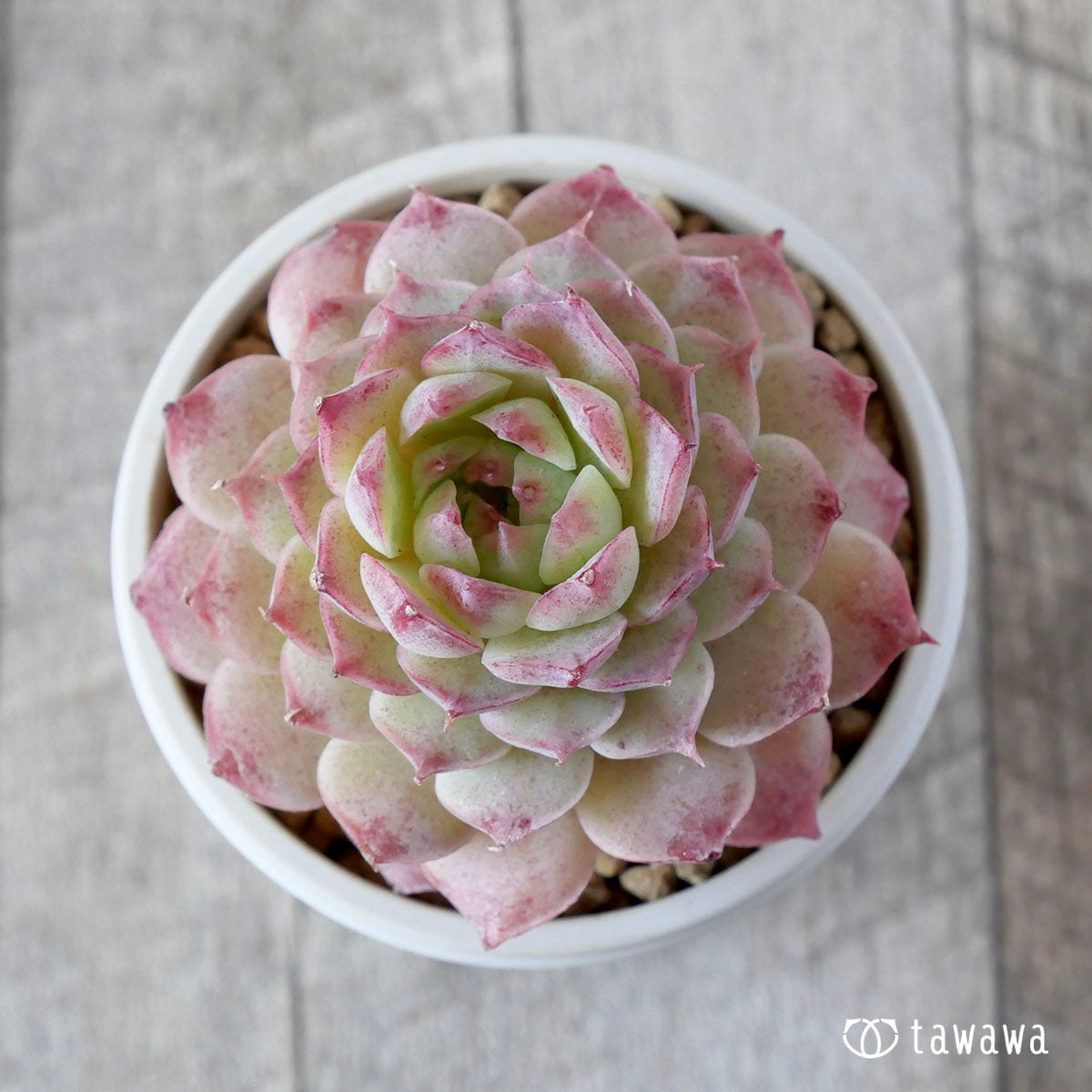 Echeveria – tagged 