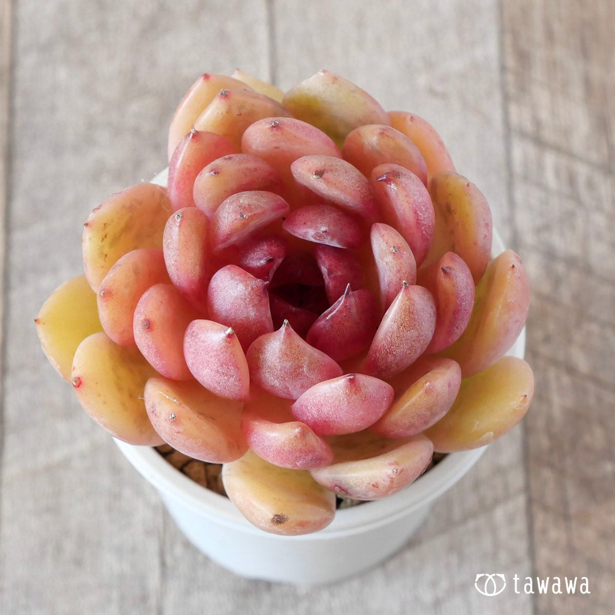 Echeveria – tagged 