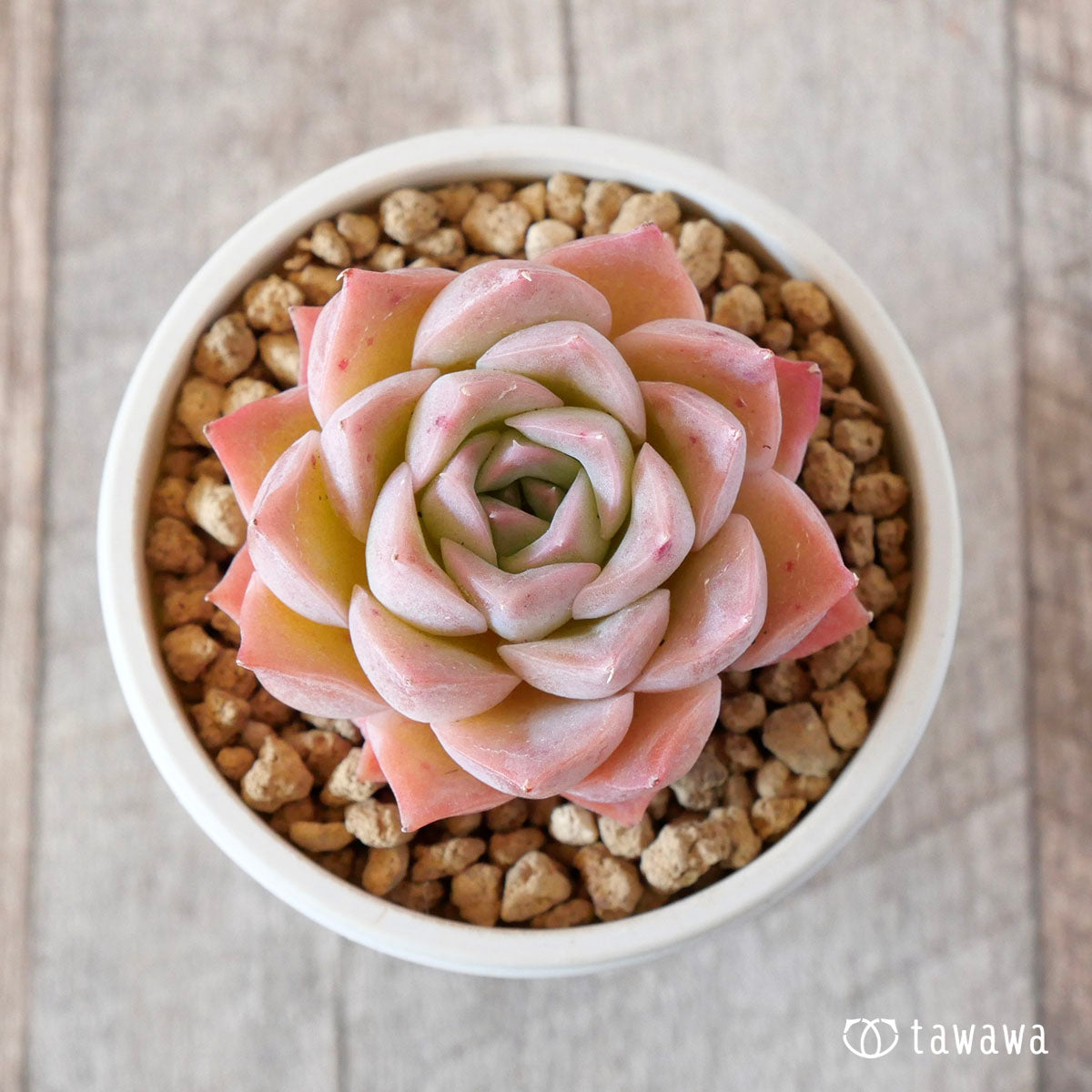 おトク】 多肉植物 抜き苗 ペディラントオイデス 植物/観葉植物 ...