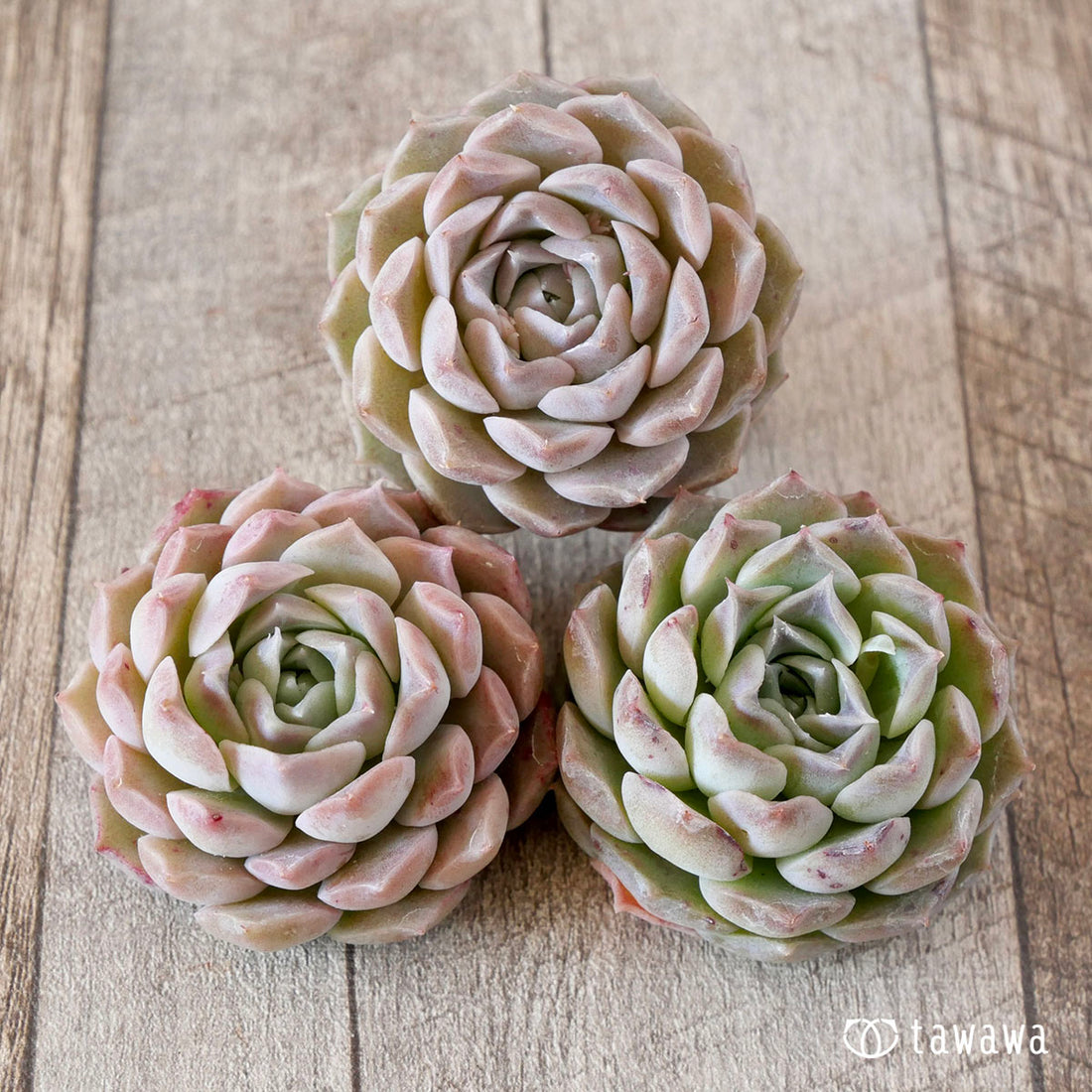 ヒアリナhyb×ブラッドマリアhyb(花村農園苗)