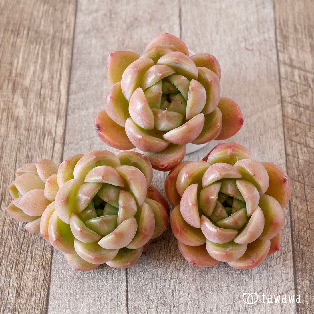 ブラッククイーンhyb選抜種②(花村農園苗)