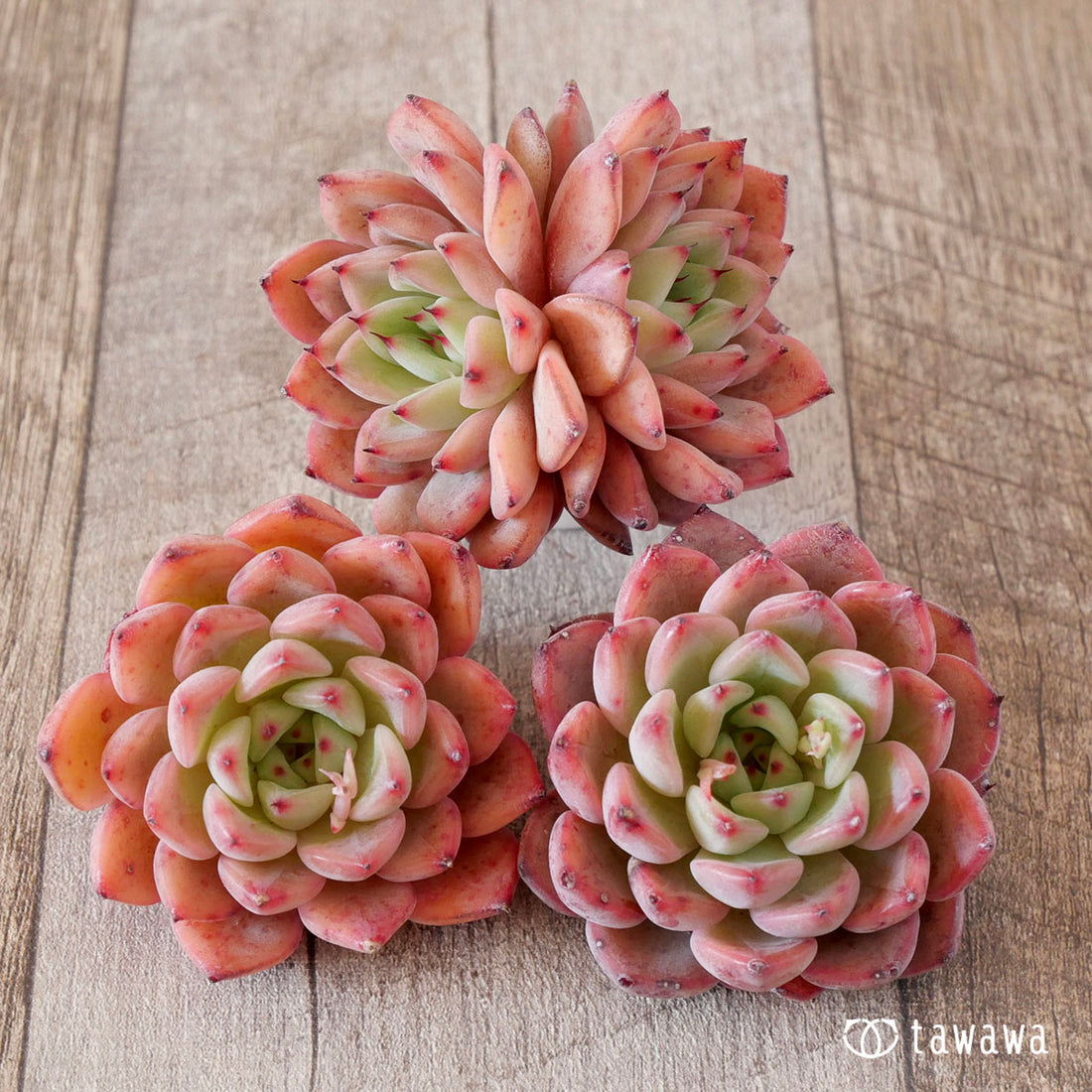 レイチェルマンディ×ブラッククイーンhyb(花村農園苗)