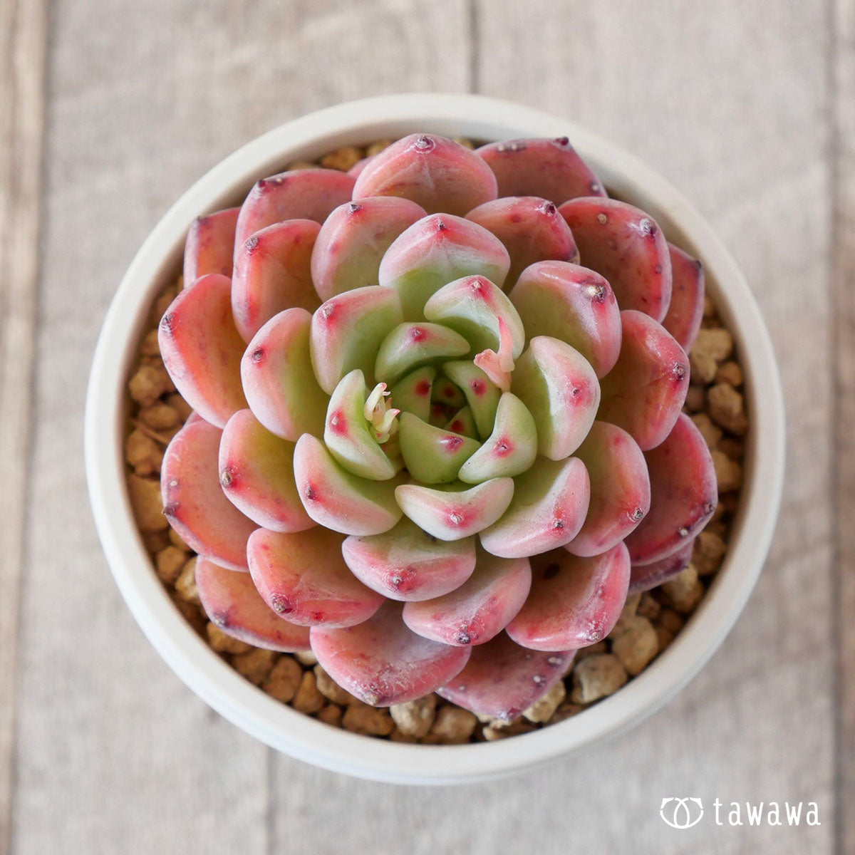 Echeveria – tagged 