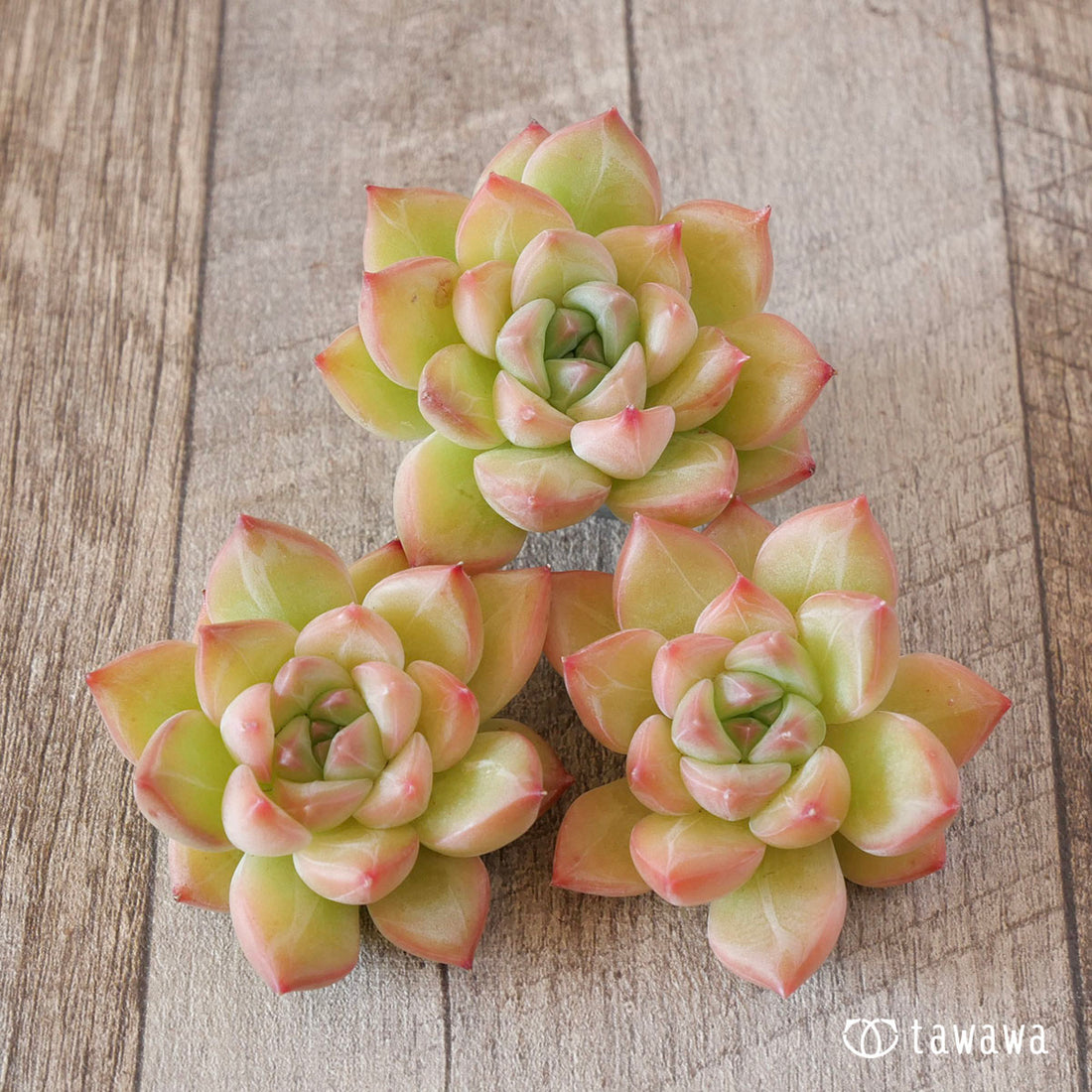 ドンチュンhyb×ブラッドマリア(花村農園苗)