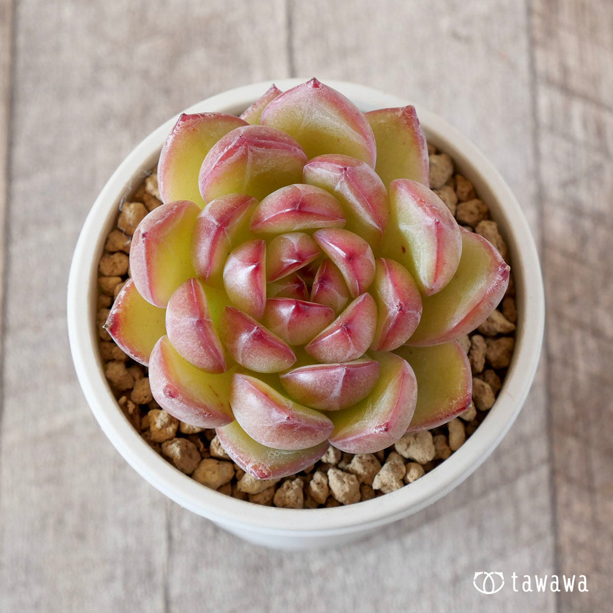 Echeveria – tagged 