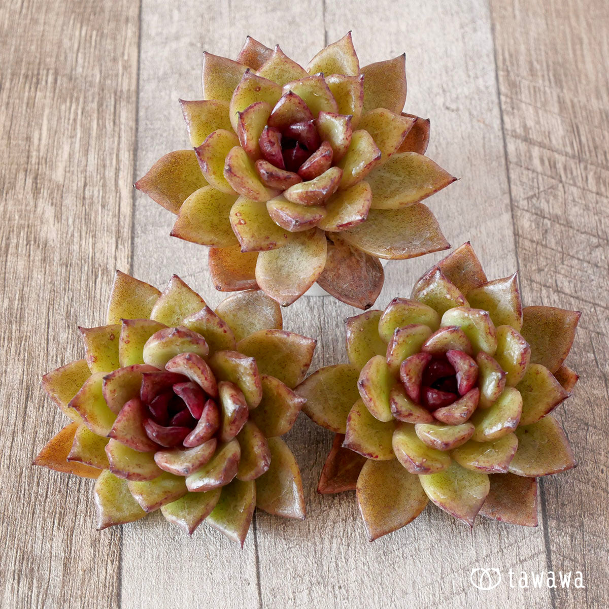 Echeveria – tagged 