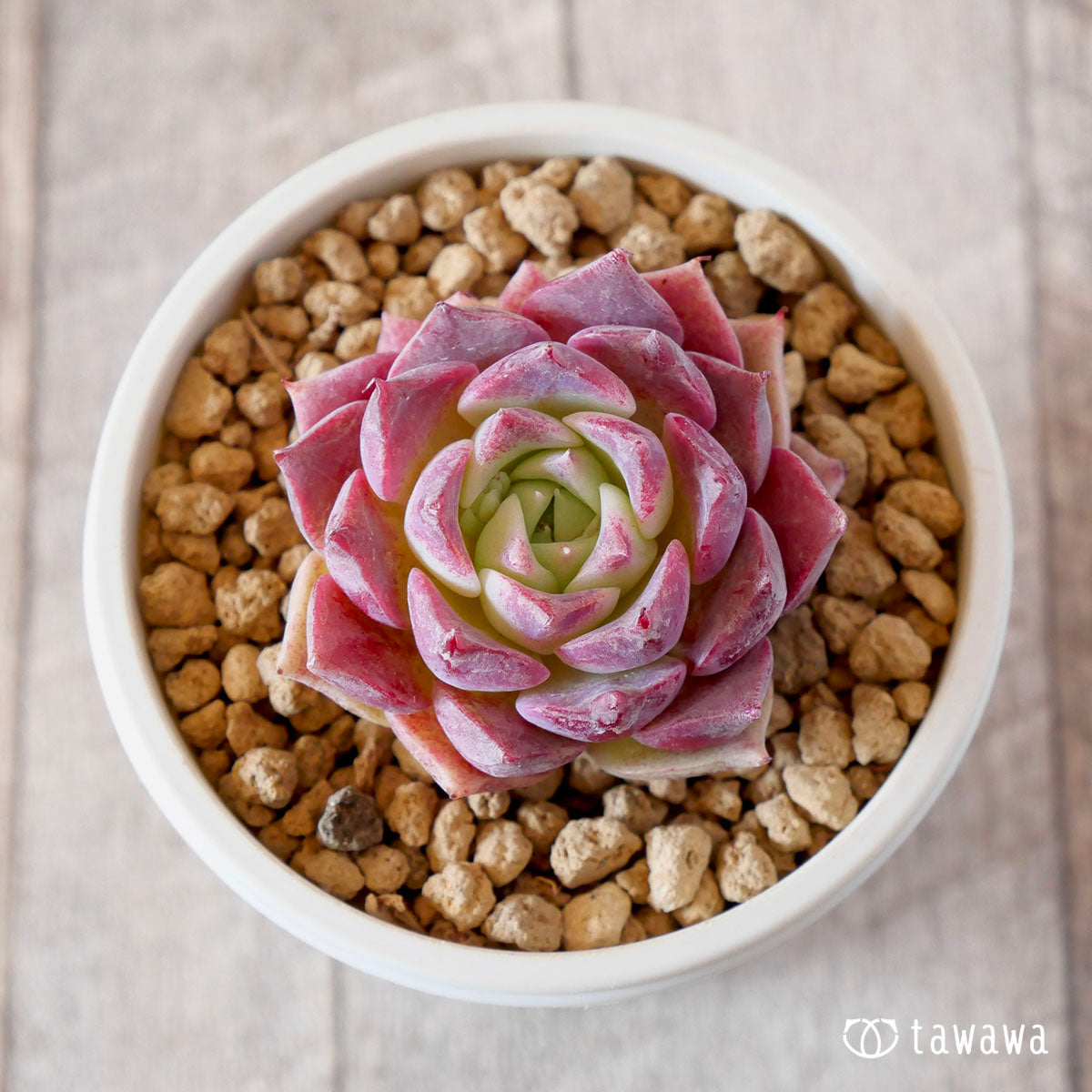 Echeveria – tagged 