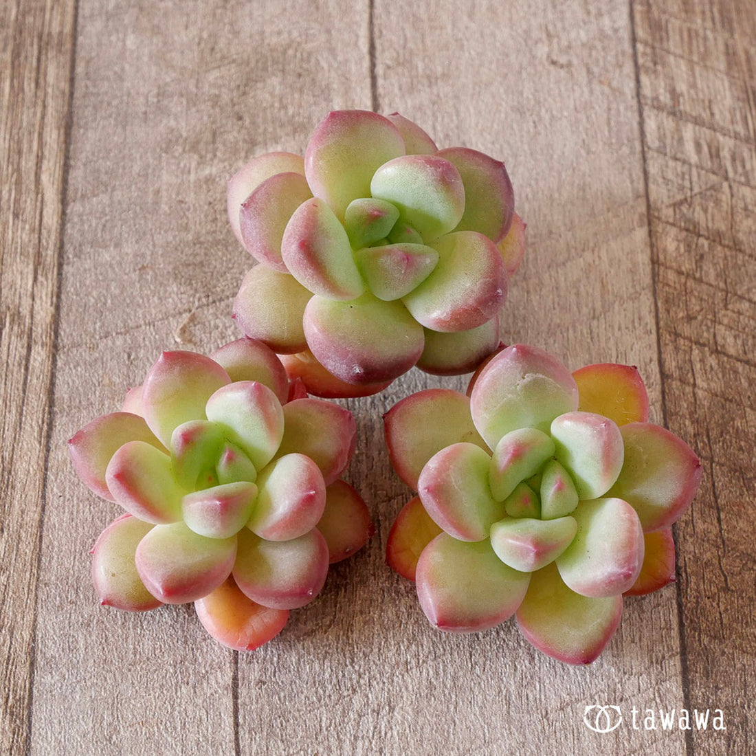 パンダ×ブラックローズhyb(花村農園苗)