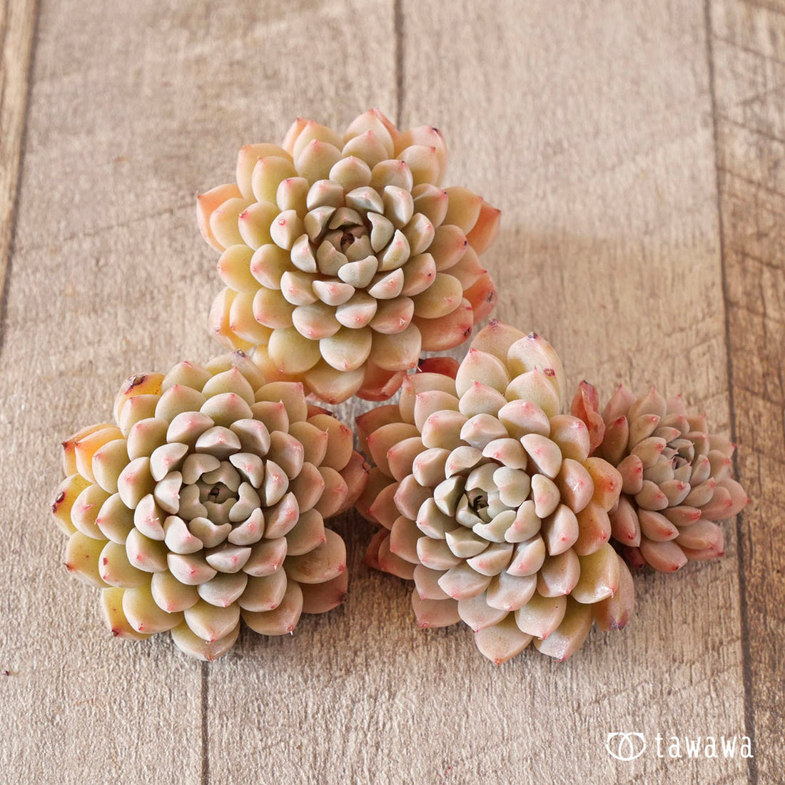 New Arrival* Cubic Frost