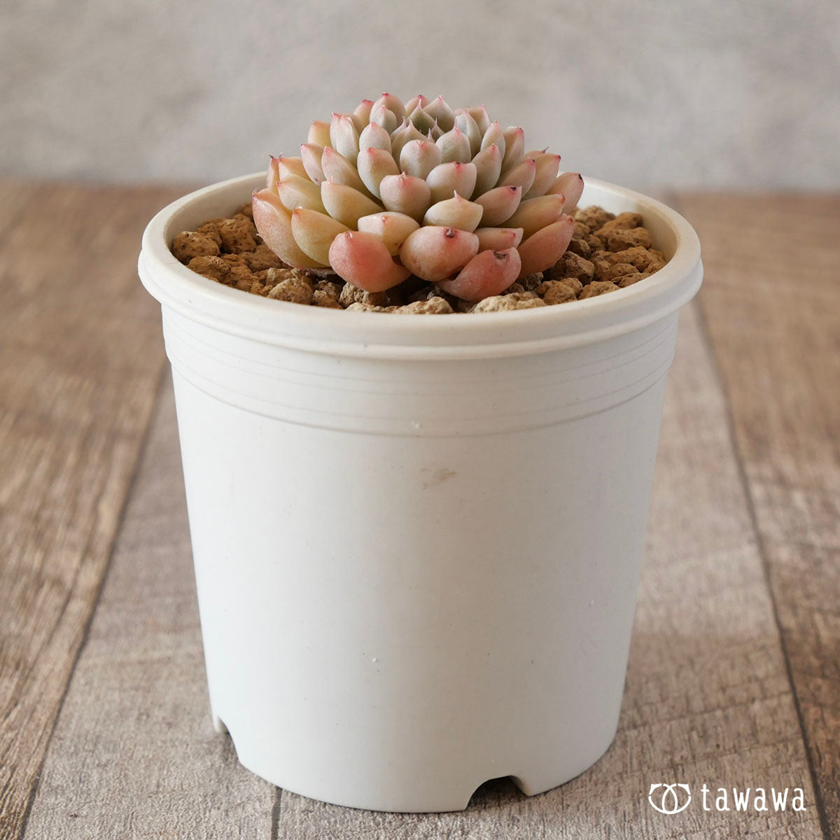 New Arrival* Cubic Frost