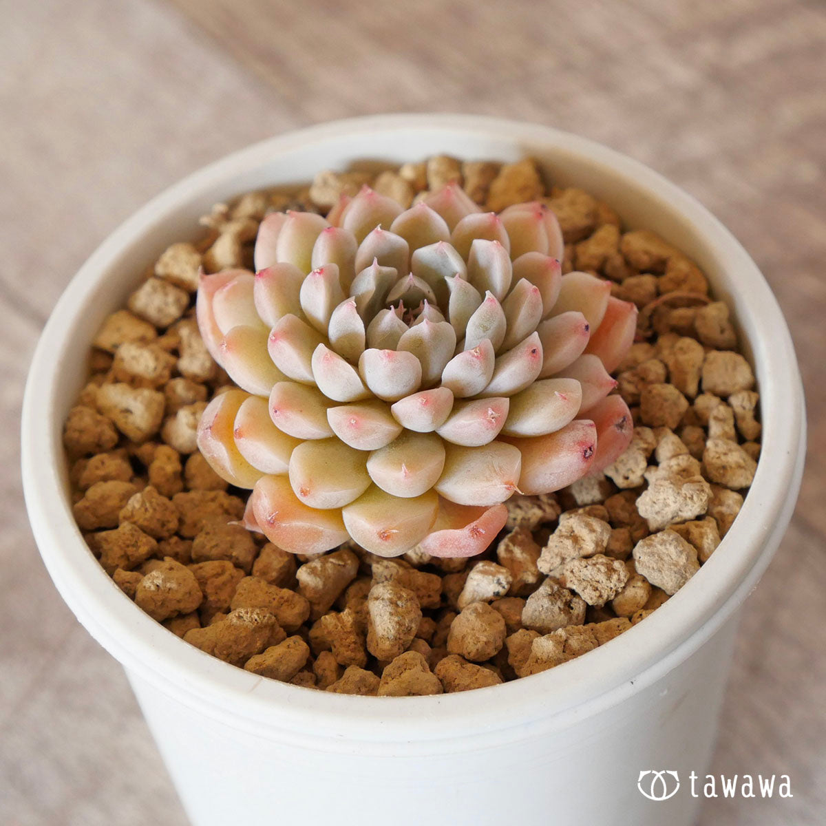 New Arrival* Cubic Frost