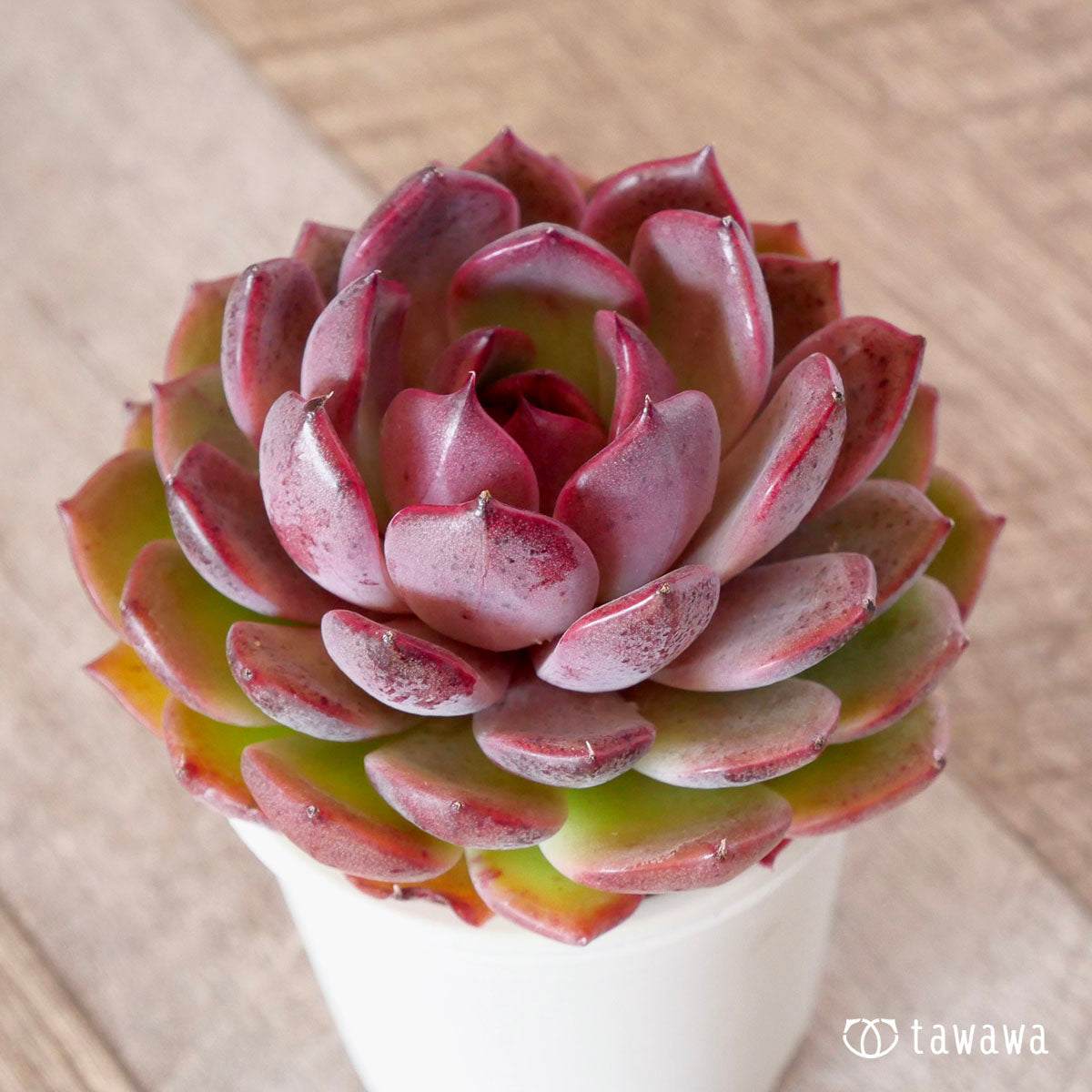 New Arrival* Cubic Frost