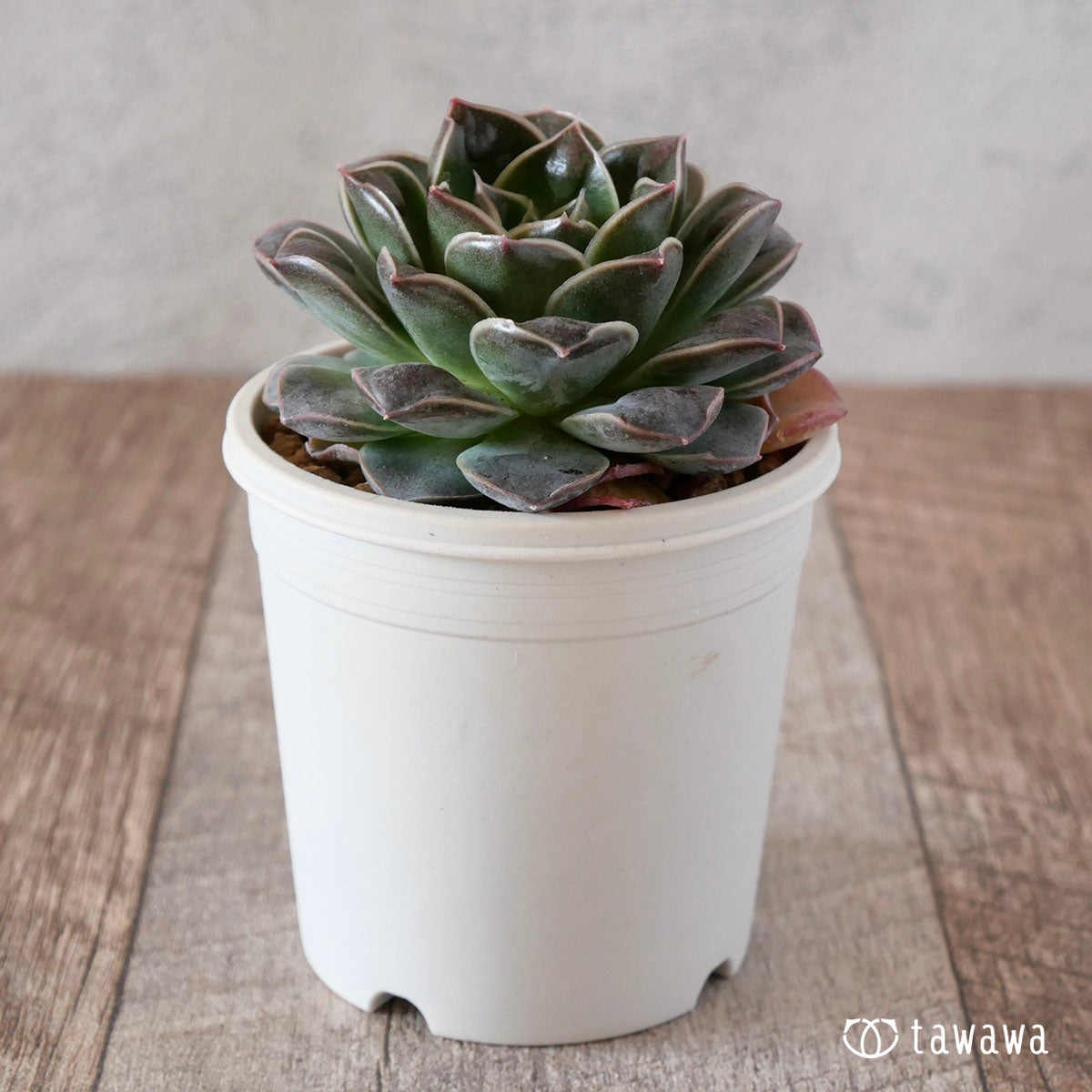 water drop succulent Waterdrop – 多肉植物の通販・販売サイト tawawa