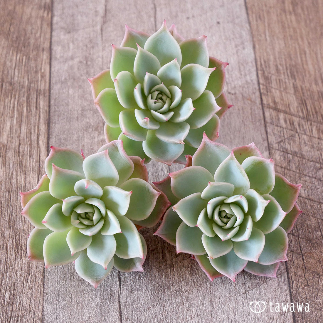 pansy (Viola tricolor hortensis)