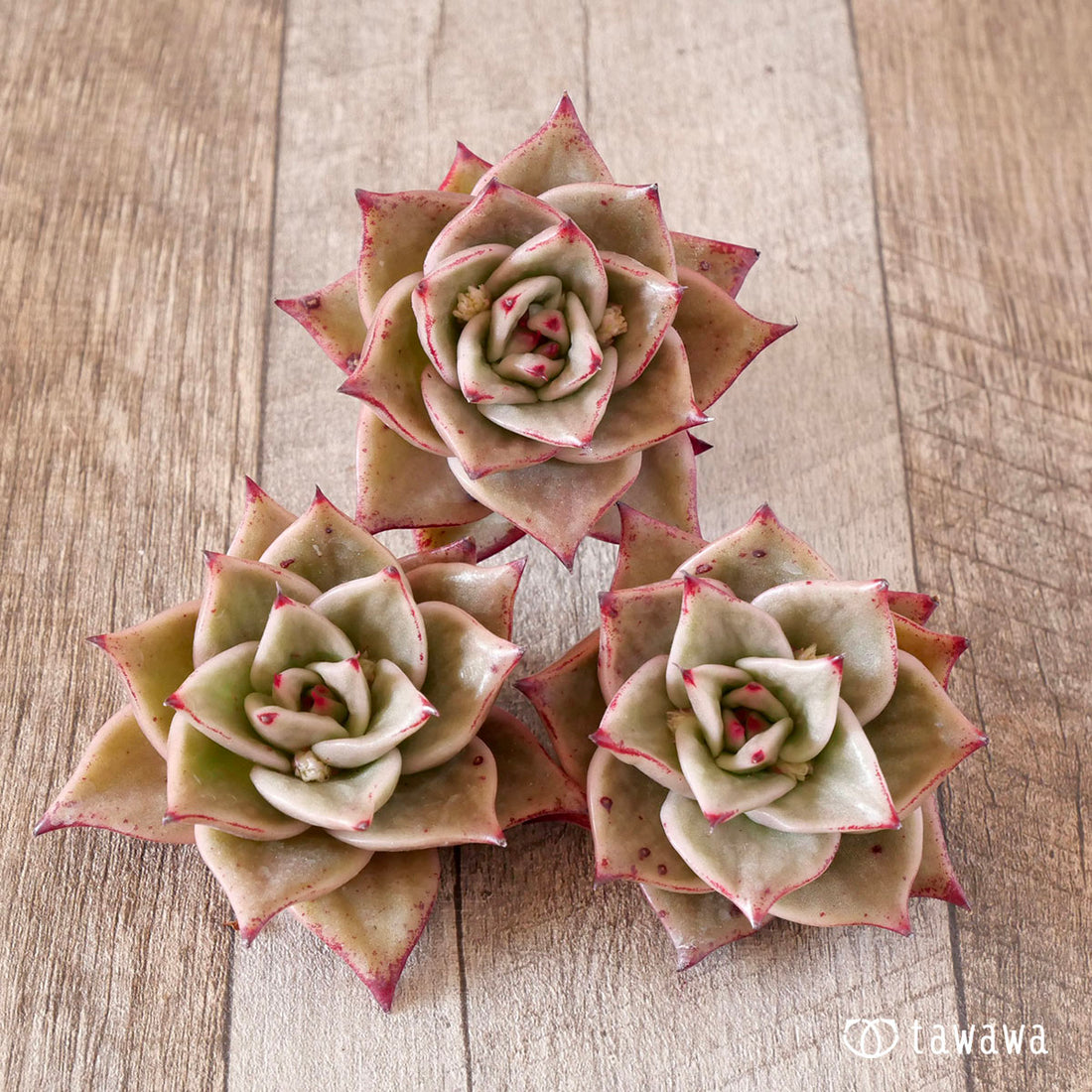 New Arrival* Cubic Frost