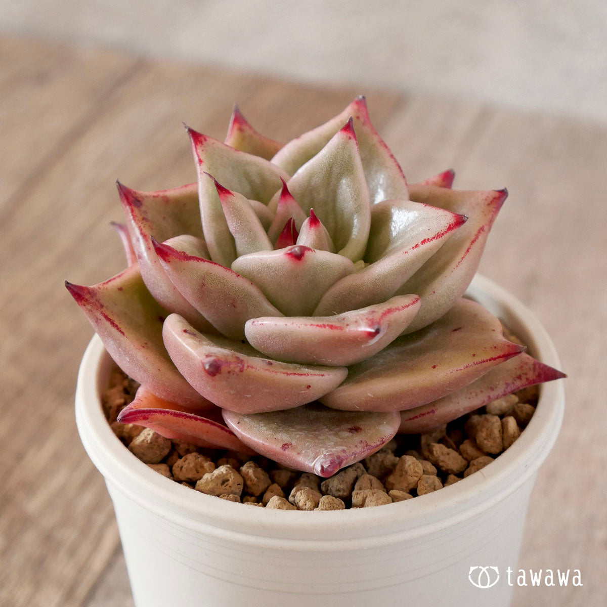 제이드 스타 금