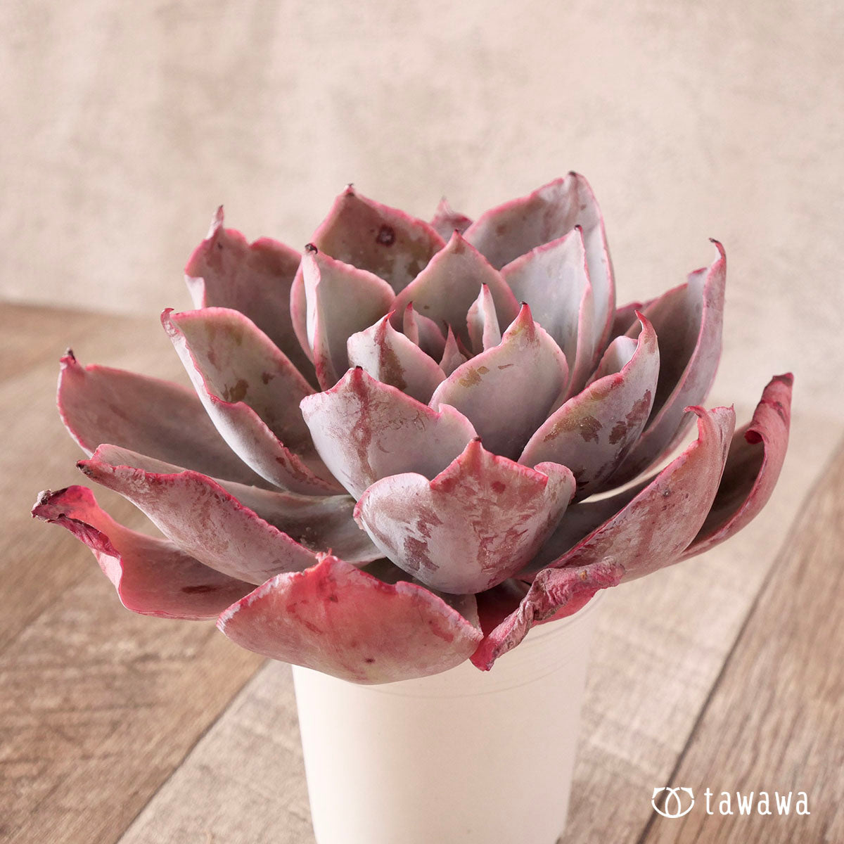 New Arrival* Cubic Frost