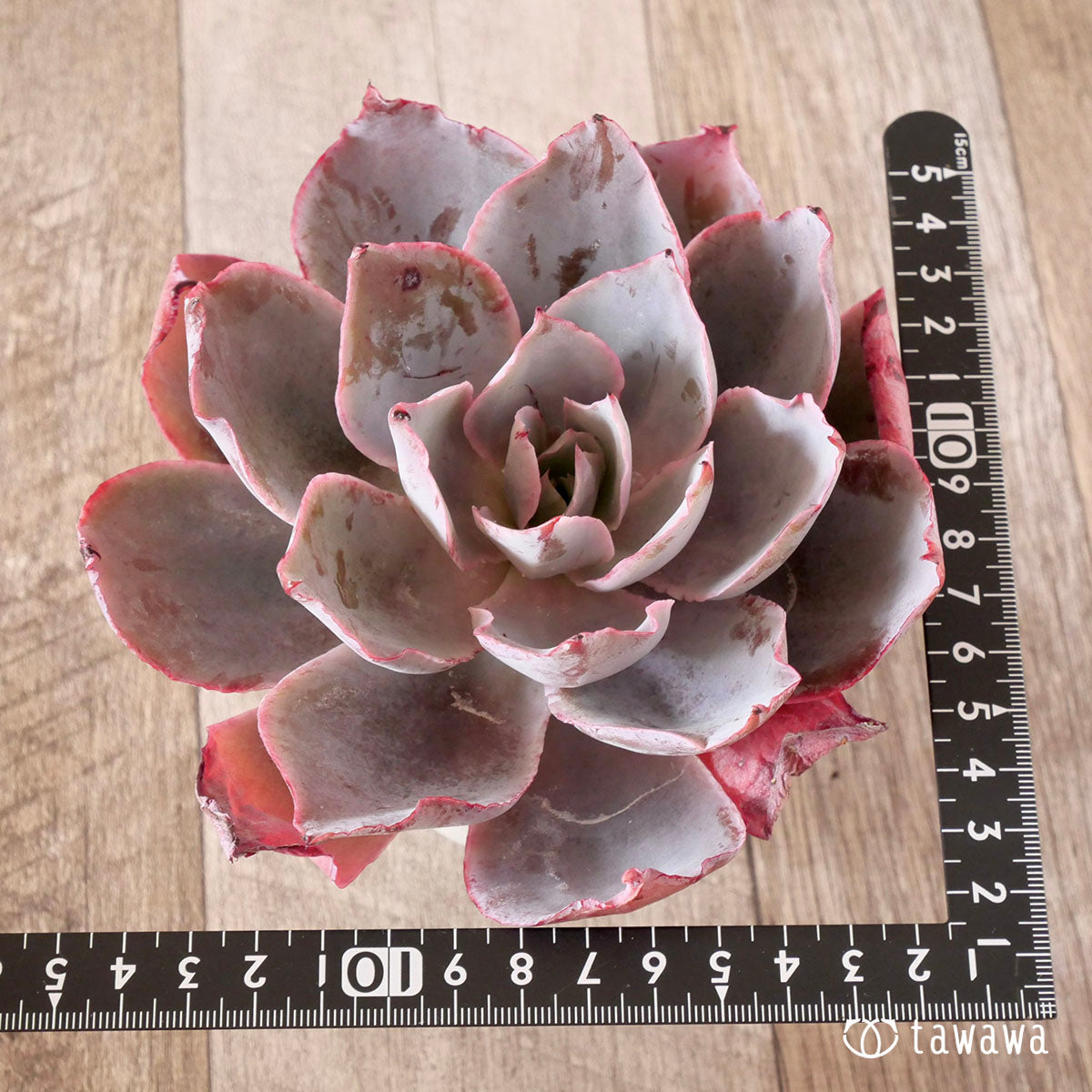 New Arrival* Cubic Frost
