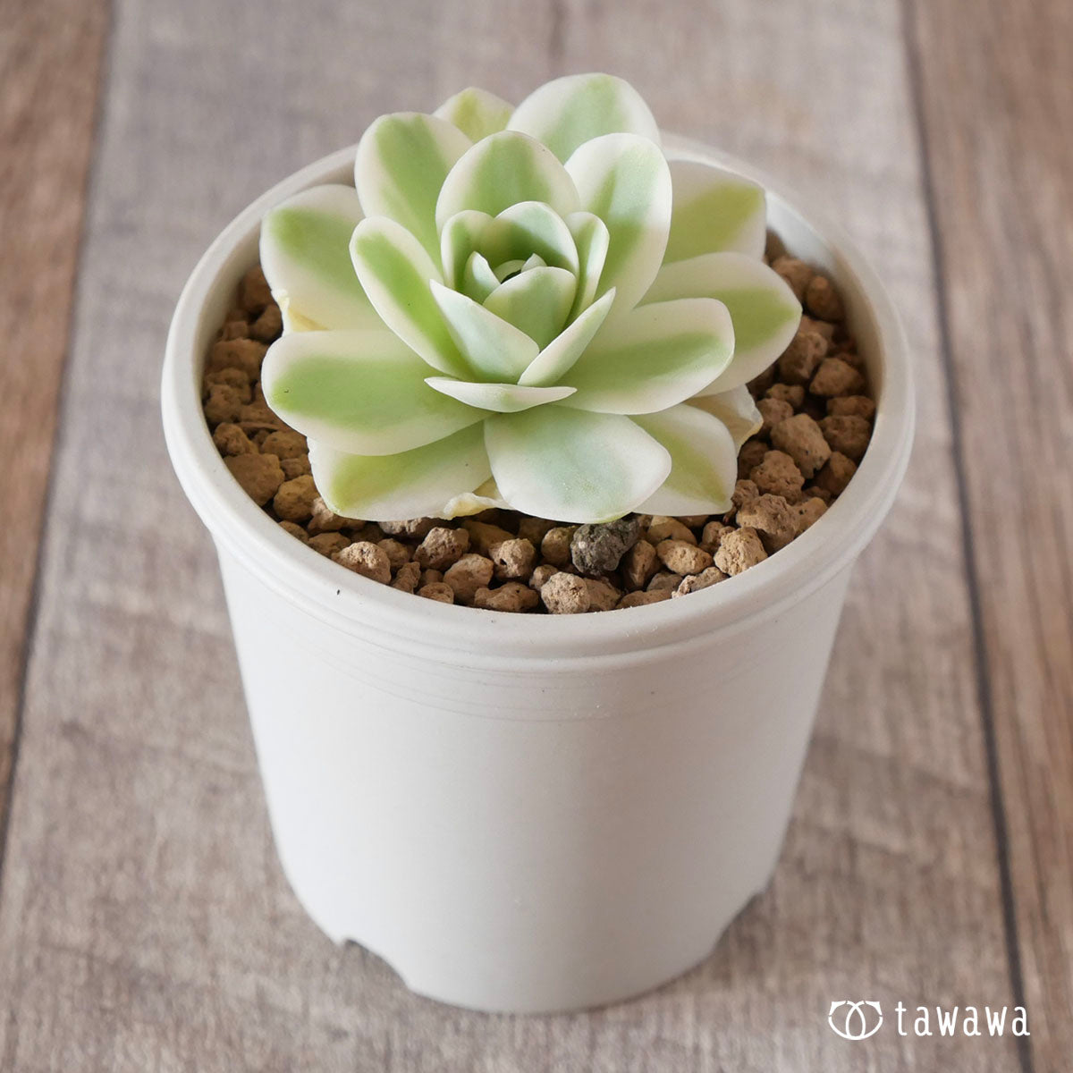 New Arrival* Cubic Frost