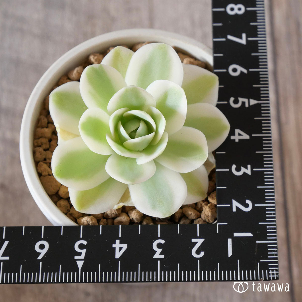 New Arrival* Cubic Frost