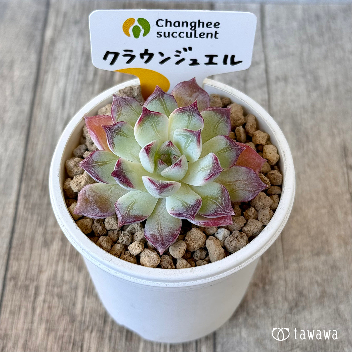 《新入荷》クラウンジュエル（チャンヒー農園苗）