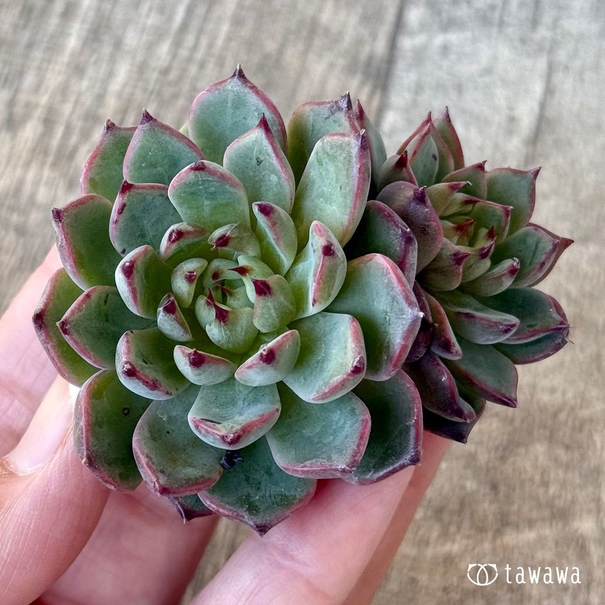 《新入荷》チーズ【多頭】（チャンヒー農園苗）