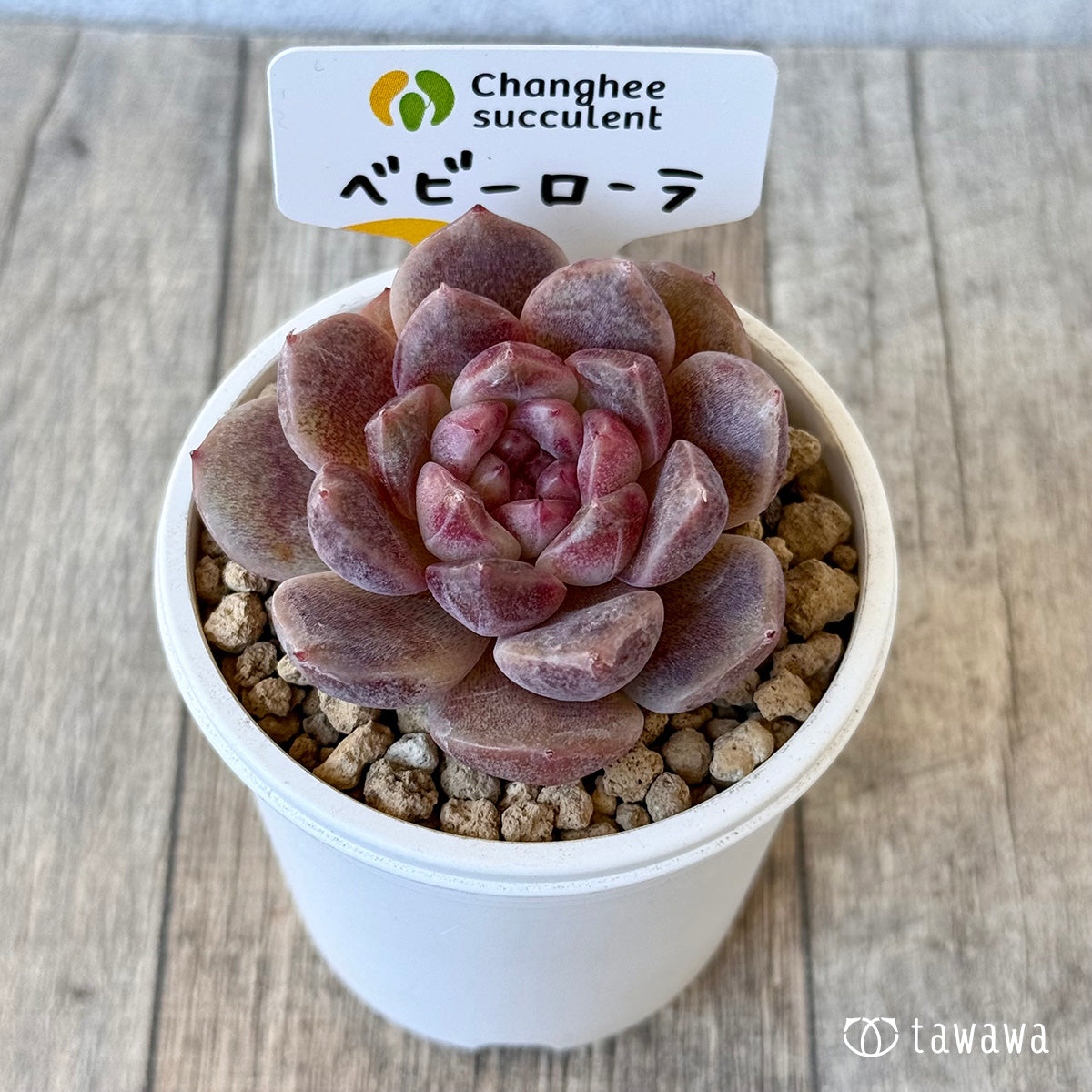 《新入荷》ベビーローラ（チャンヒー農園苗）