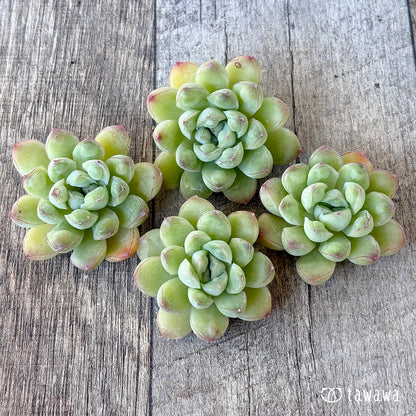 《新入荷》CM244【中サイズ】（チャンヒー農園苗）