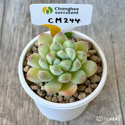《新入荷》CM244【中サイズ】（チャンヒー農園苗）