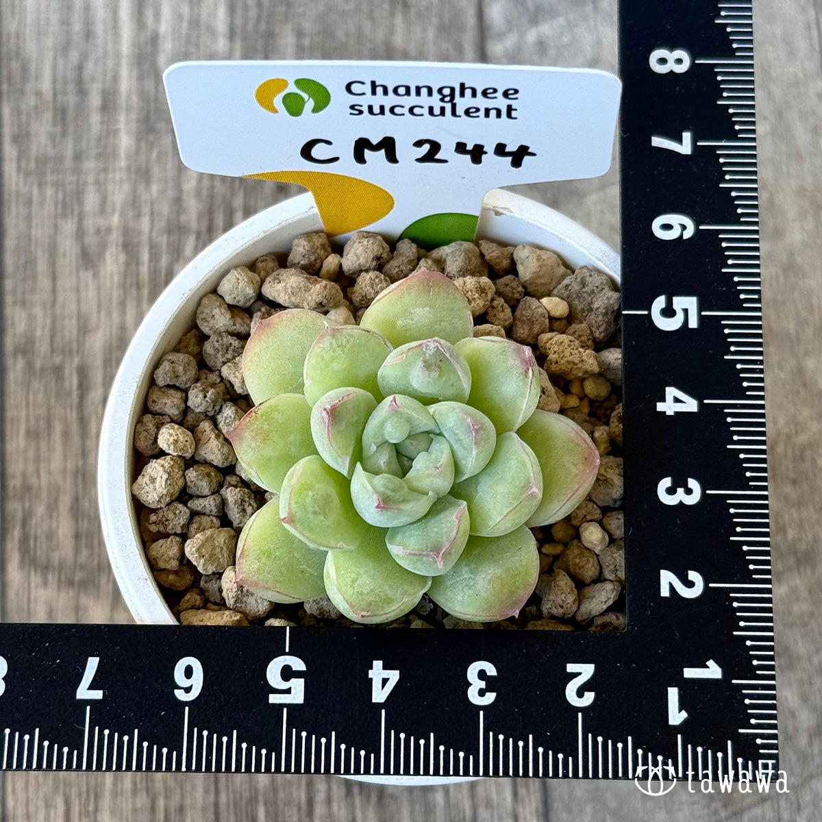 《新入荷》CM244【小サイズ】（チャンヒー農園苗）