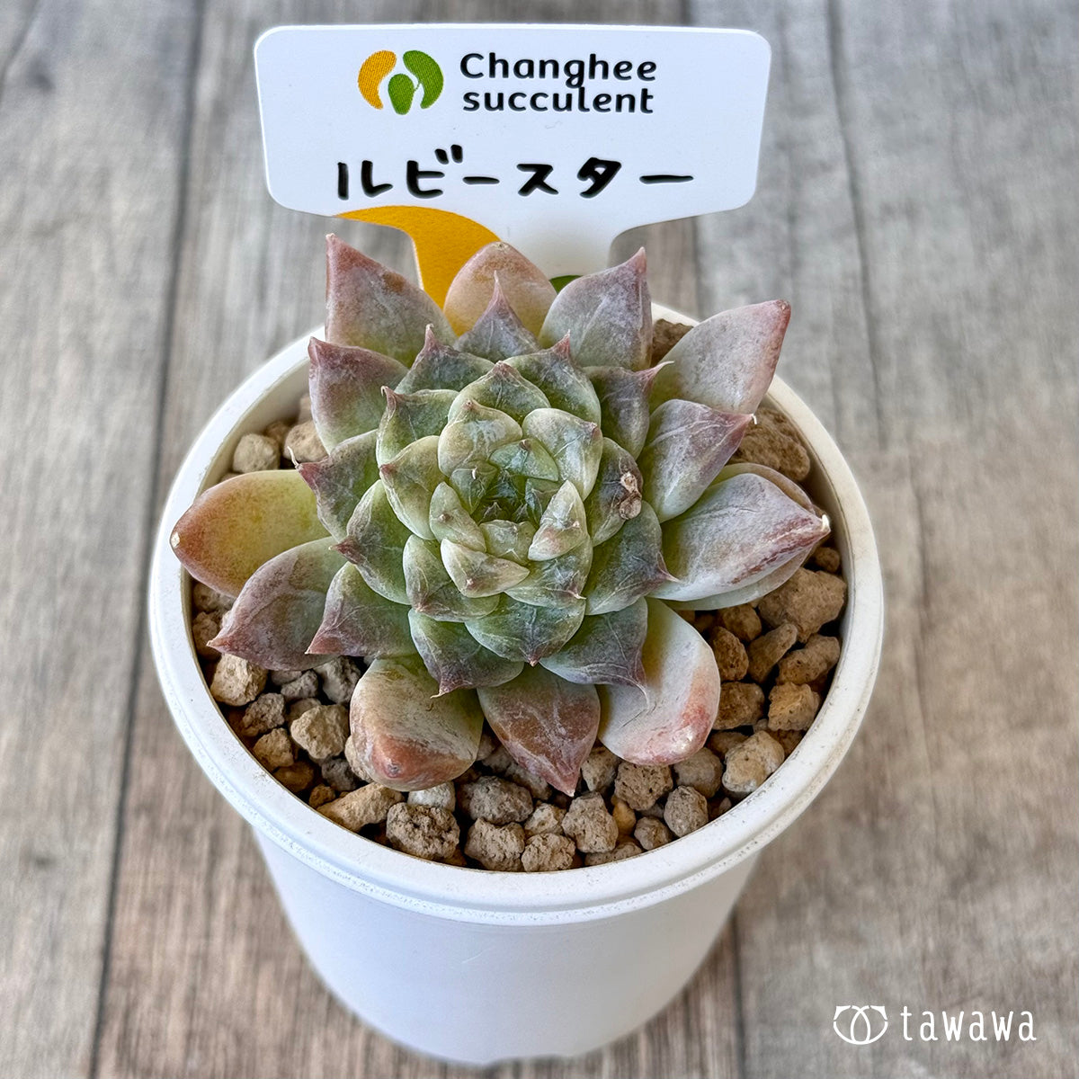 《新入荷》ルビースター【中サイズ】（チャンヒー農園苗）