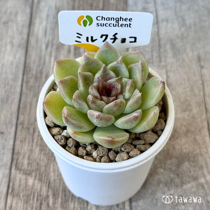 페로몬 (챔피언 모종)