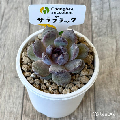 《新入荷》サラブラック【単頭】（チャンヒー農園苗）