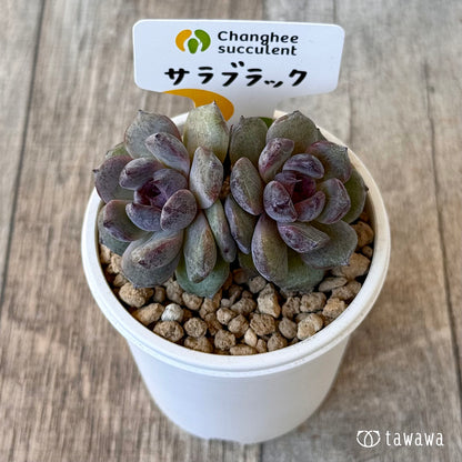 《新入荷》サラブラック【双頭】（チャンヒー農園苗）