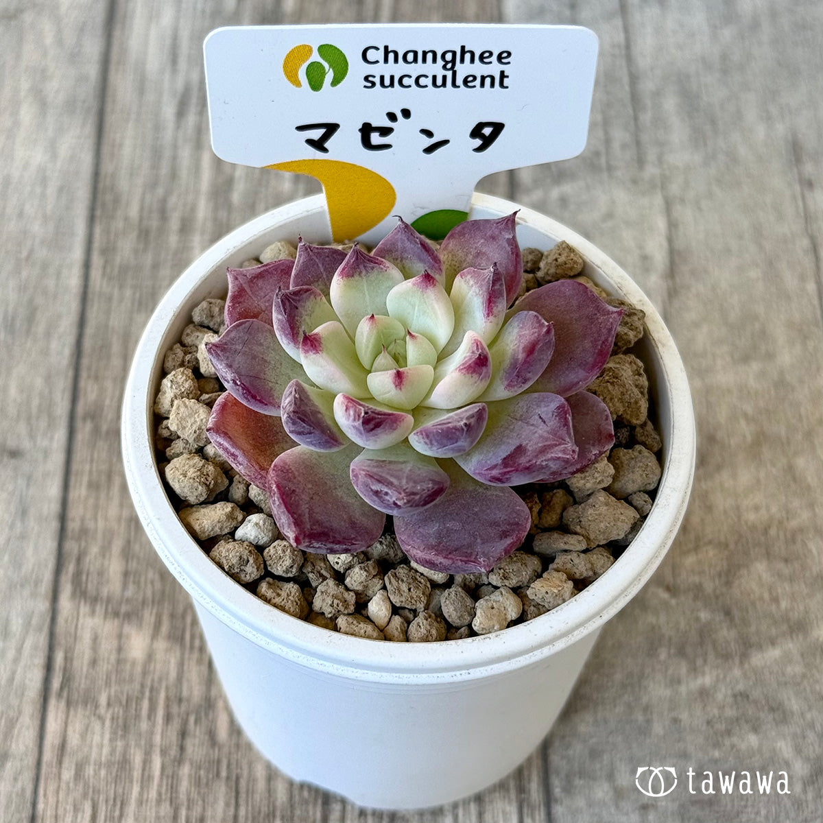 《新入荷》マゼンタ【小サイズ】（チャンヒー農園苗）