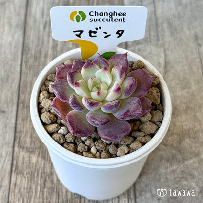 《新入荷》マゼンタ【小サイズ】（チャンヒー農園苗）