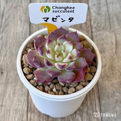 《新入荷》マゼンタ【中サイズ】（チャンヒー農園苗）
