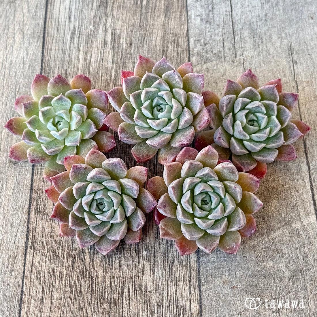 《新入荷》ローズギア（チャンヒー農園苗）