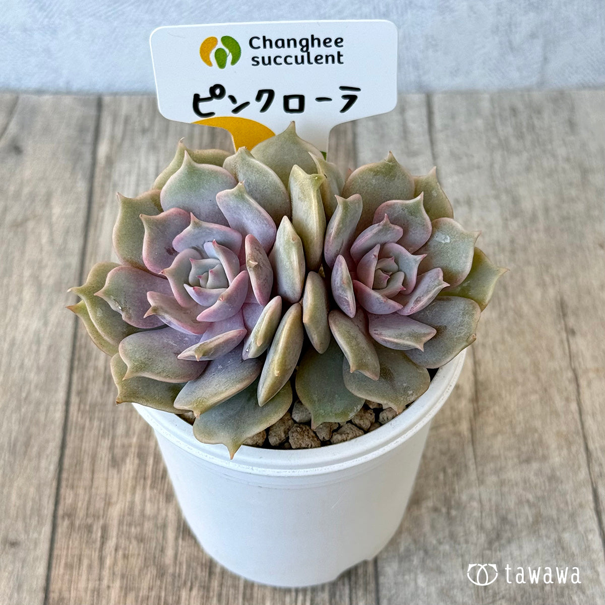 《新入荷》ピンクローラ【双頭】（チャンヒー農園苗）