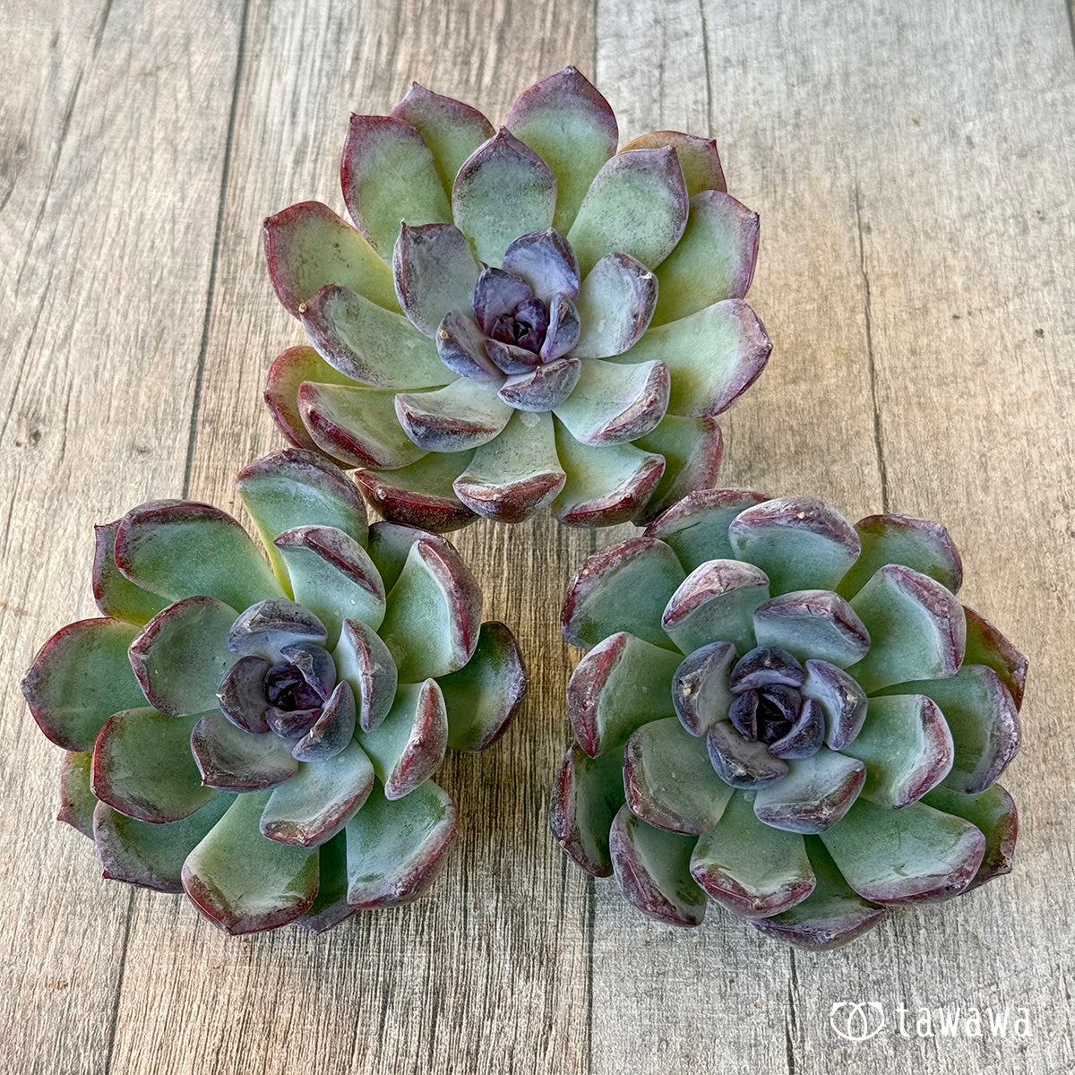 《新入荷》バイオレットベルベット【大サイズ】（チャンヒー農園苗）