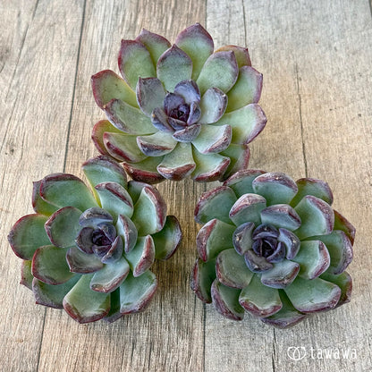 《新入荷》バイオレットベルベット【大サイズ】（チャンヒー農園苗）