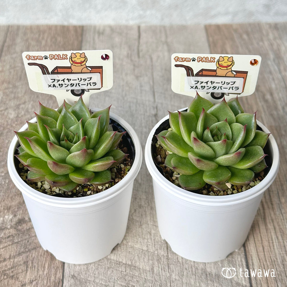 【ファームパルク苗】ファイヤーリップ×A.サンタバーバラ