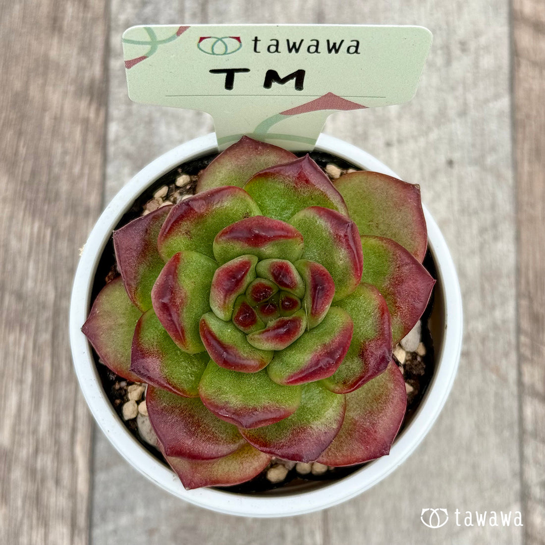 ＊新発売＊　TM　【tawawaハウス苗】