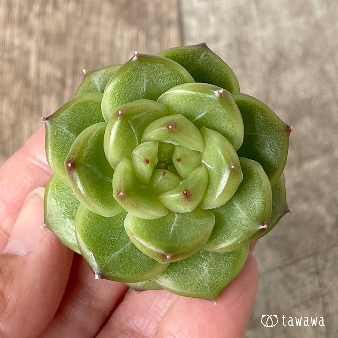 New Arrivals: Ice Green