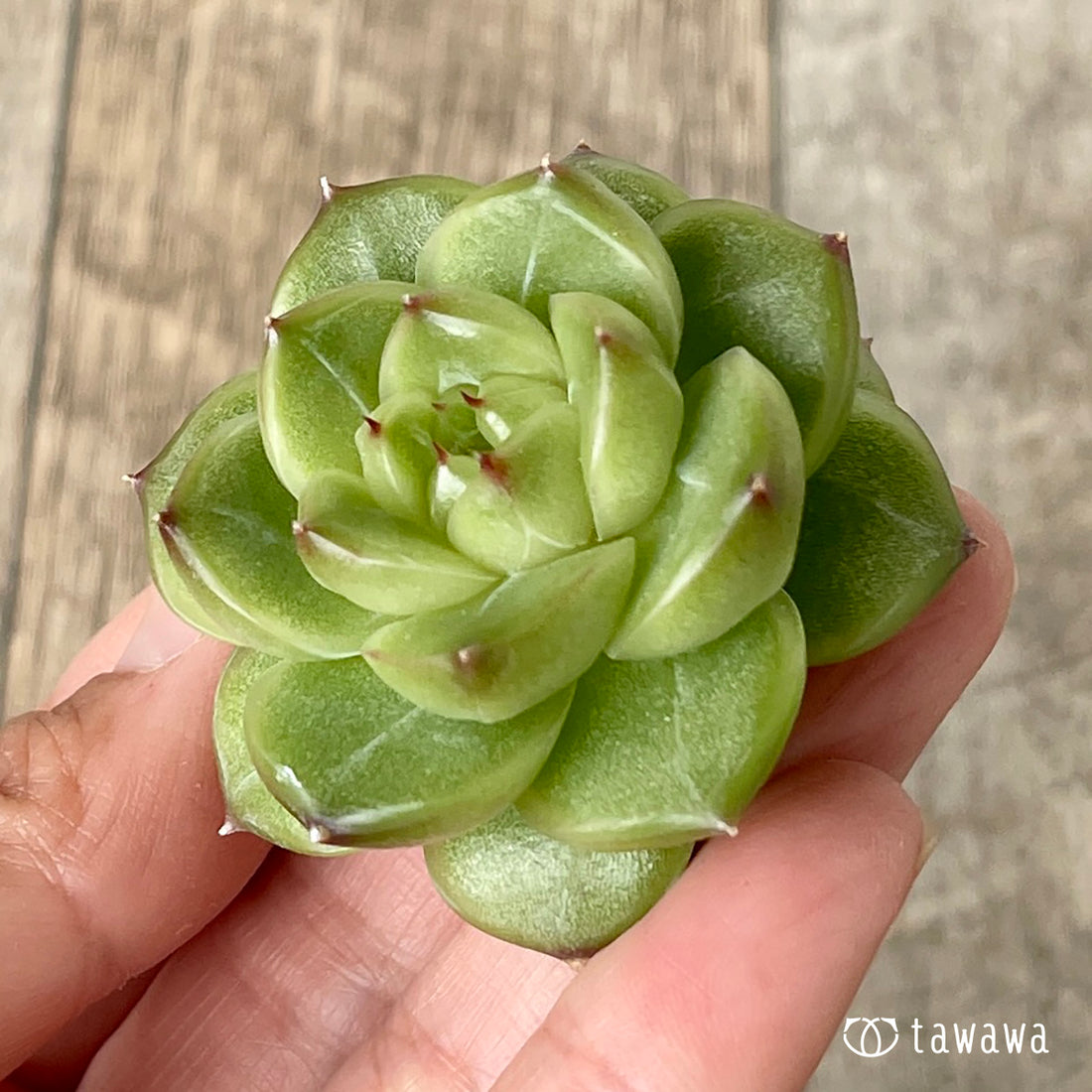 ＊新入荷＊　ソミ ver.2（チャンヒー農園苗）